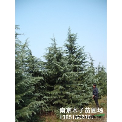 江蘇桂花2