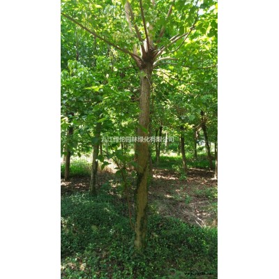 江西[產品]/江西紅楓2價格/報價