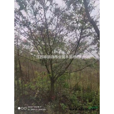 江西奉新紅楓當年苗小苗一年生苗價格1-15公分紅楓苗圃基地求購供應