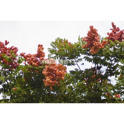 宿遷紅楓價格地徑2-3-4-5公分紅楓產地直銷