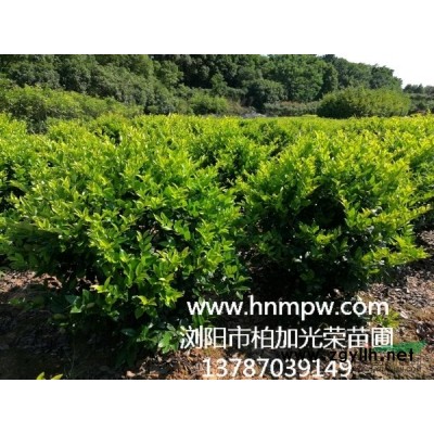 湖南苗木基地供應5/6/8/10/12公分馬褂木鵝掌楸