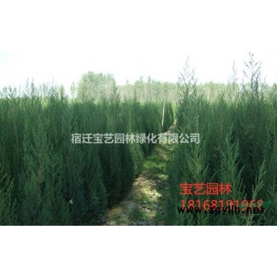 江蘇美國紅楓米徑10cm地徑12cm