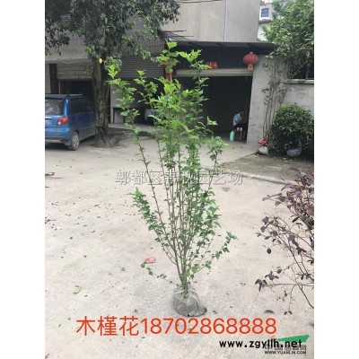 紅楓15公分