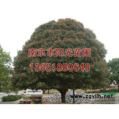供應(yīng)：紅楓