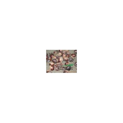 江西桂花種子信息