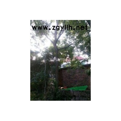 供應桂花種子，桂花種子批發(fā)，江西桂花種子，九江桂花種子