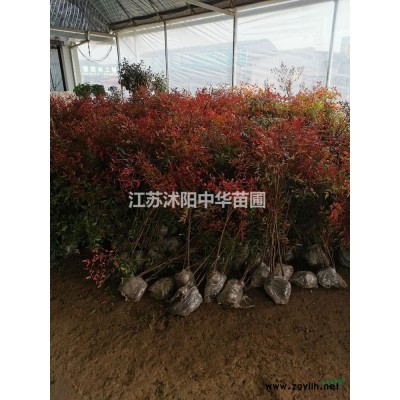 本苗圃常年供應，3--8公分的紅楓價格，美國紅楓，日本紅楓綠化苗