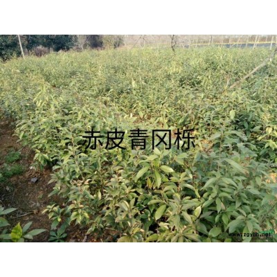 批發(fā)零售紅楓種子，江西九江紅楓種子，紅楓綠化苗木直銷