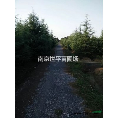 馬褂木價格10公分馬灌木12公分馬灌木15公分馬灌木