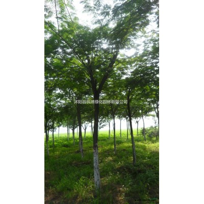 大小規(guī)格江蘇紅楓價格 基地