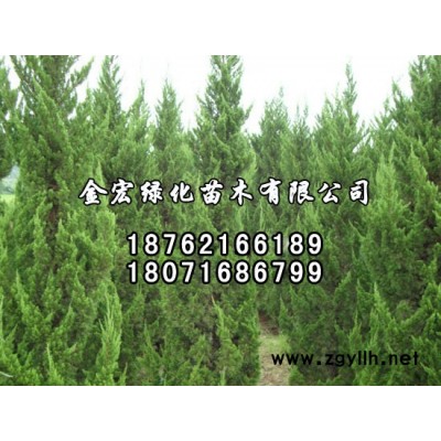 馬褂木