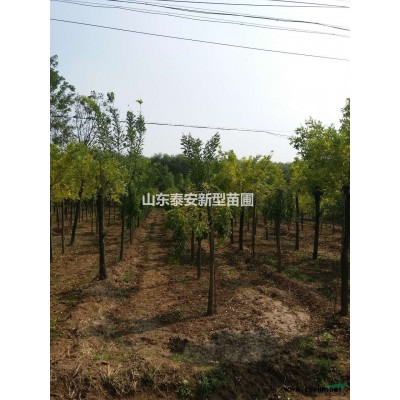 5-6美國紅楓，秋火焰