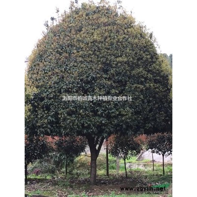 湖南紅楓；紅楓小苗；大紅楓，高桿嫁接紅楓，紅楓價(jià)格