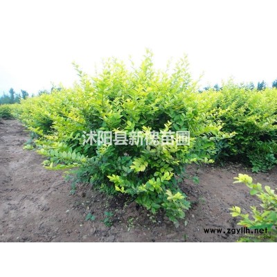 供大規(guī)格紅楓8-30CM
