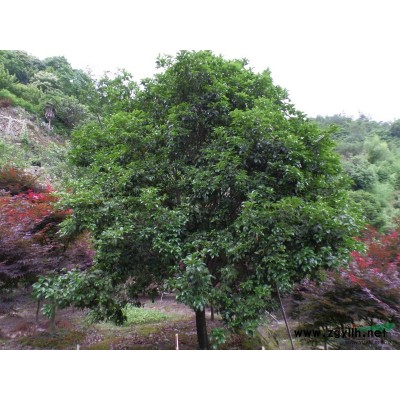 紅楓 16公分