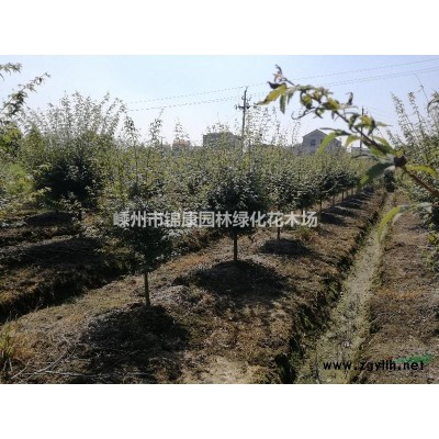浙江嵊州供應(yīng)紅葉李1-18公分景觀工程苗