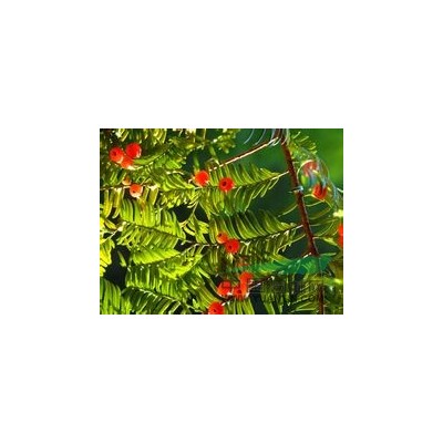 江蘇紅楓價格描述 紅楓價格調整