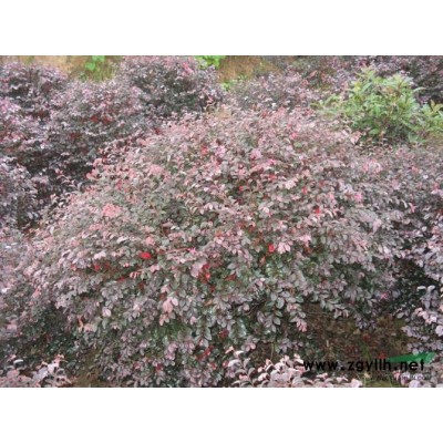 紅楓供應/紅楓圖片