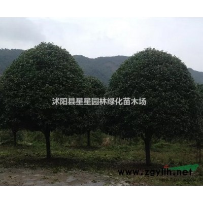 優質紅葉李基地直銷批發園林綠化喬木色塊苗等綠化苗木工程用苗