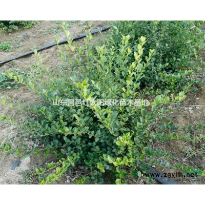 低價(jià)供扶芳藤球，絲棉木，2至4公分老式白蠟，紅葉李。