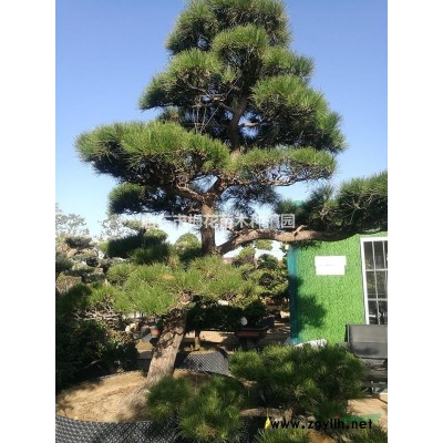 紅葉李3-7公分南通