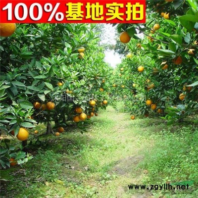 紫葉李2-15公分工程苗紫葉李價格 紅葉李樹苗價 紅葉李樹苗