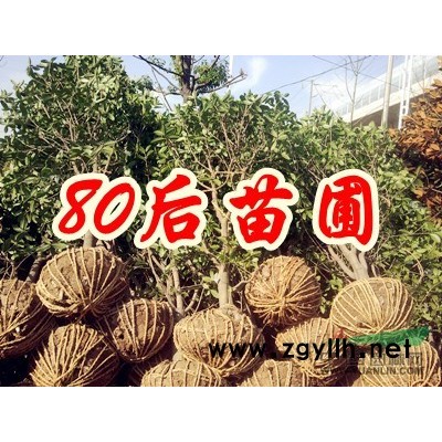 美國紅楓價格2017報價 新紅楓樹價格信息