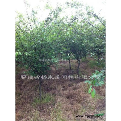 紅楓苗木基地自產自銷 紅楓規格* 紅楓價格優惠