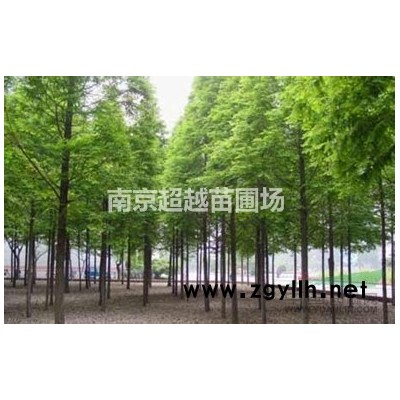 南京地區紅葉李價格*紅葉李又名紫葉李*紫葉李價格