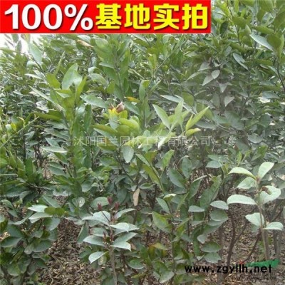 紅楓 紅楓樹苗 紅楓價格 紅楓工程苗 青楓樹苗
