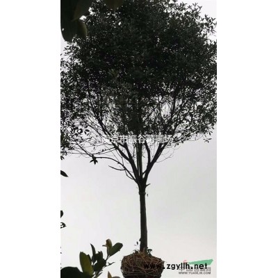 江蘇地區(qū)供應(yīng)2-8公分美國紅楓