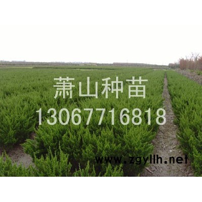 紅楓3報價/浙江紅楓3報價