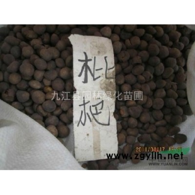 供應紅楓種子，紅楓種子批發(fā)，江西紅楓種子，九江紅楓種子