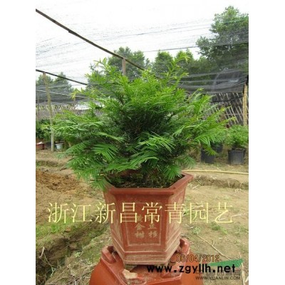 紅楓種子