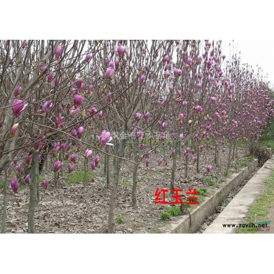 河南紅葉李 河南許昌紅葉李 專業(yè)長期供應(yīng)紅葉李2-6公分 紅葉李價格  紅葉李圖片