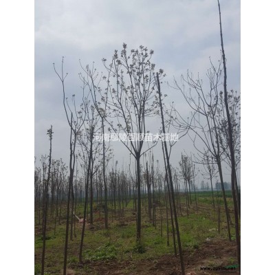 紅葉李-紅葉李價格-紅葉李種植基地-河南紅葉李-1-18公分精品紅葉李-