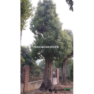 紅葉李,紅葉李價格,湖南紅葉李,湖南紅葉李價格,紫葉李