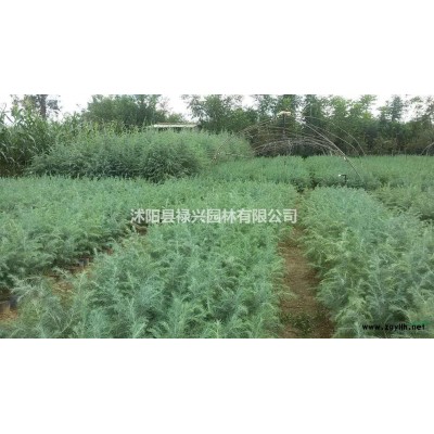 2到10公分紅葉李供應(yīng)、10公分紅葉李價(jià)格、紅葉李苗木基地
