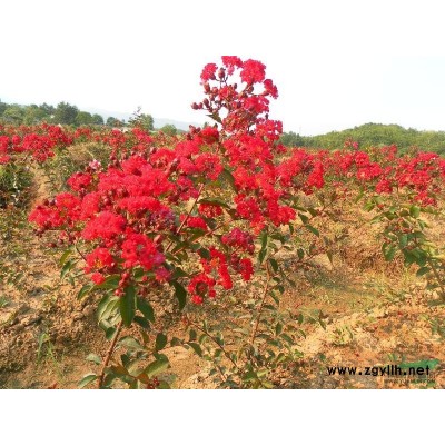 速生紫薇 美國(guó)紅楓小苗