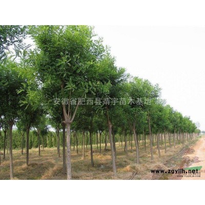 紅葉李 紫葉李 紅葉李價(jià)格