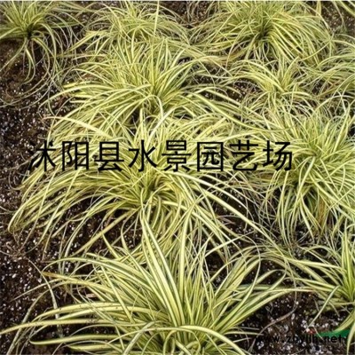 供應(yīng)長年紅(紅楓)