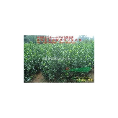 紅楓小苗價(jià)格 低價(jià)批發(fā)紅楓小苗500萬 正在便宜批發(fā)中！