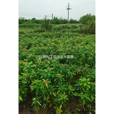 優(yōu)質(zhì)特價紅葉李 江西紅葉李農(nóng)戶產(chǎn)地直銷