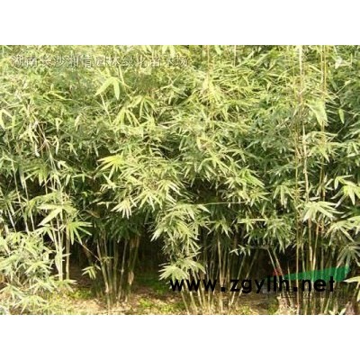 供應各個規格北美紅楓.籽播苗.
