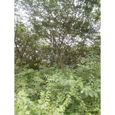 紅葉李 12-20公分