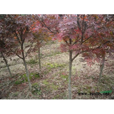 紅楓芽苗