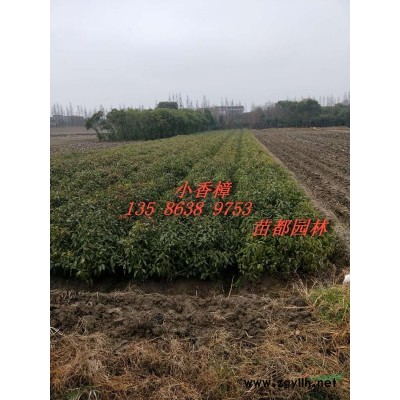 烏桕、紅葉李、苦楝
