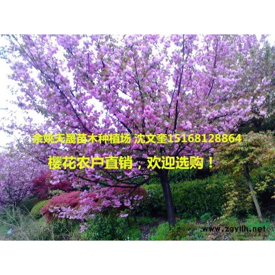 浙江紅楓3