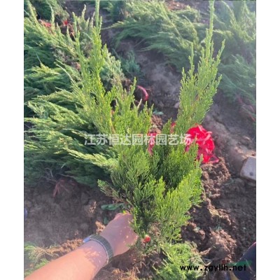 基地紅葉李苗木    紅葉李種植技術