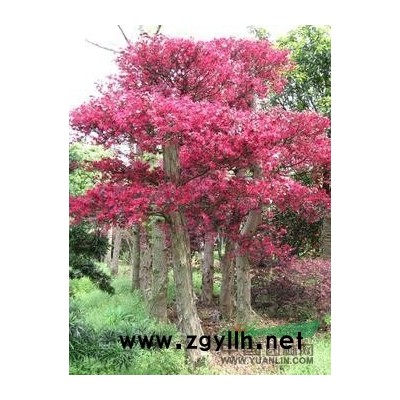 各種規格紅楓，10-15-18-20公分